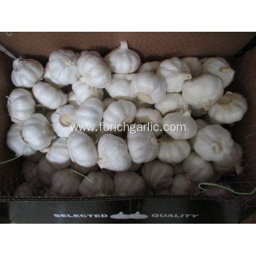 Pure White Garlic Size 5.5cm Crop 2020